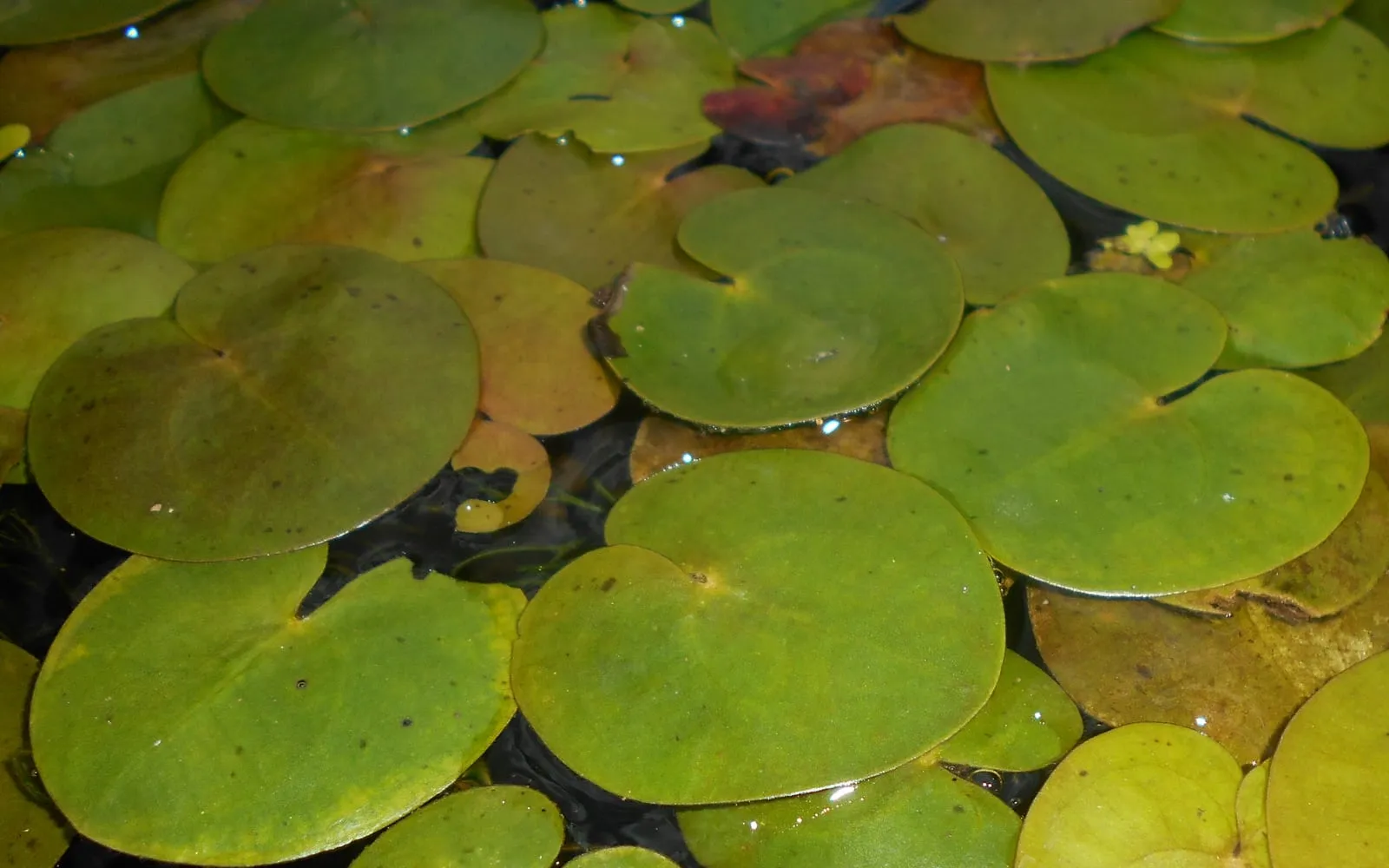 Dense rosettes of small, rounded frogbit leaves floating together on the surface of a pond