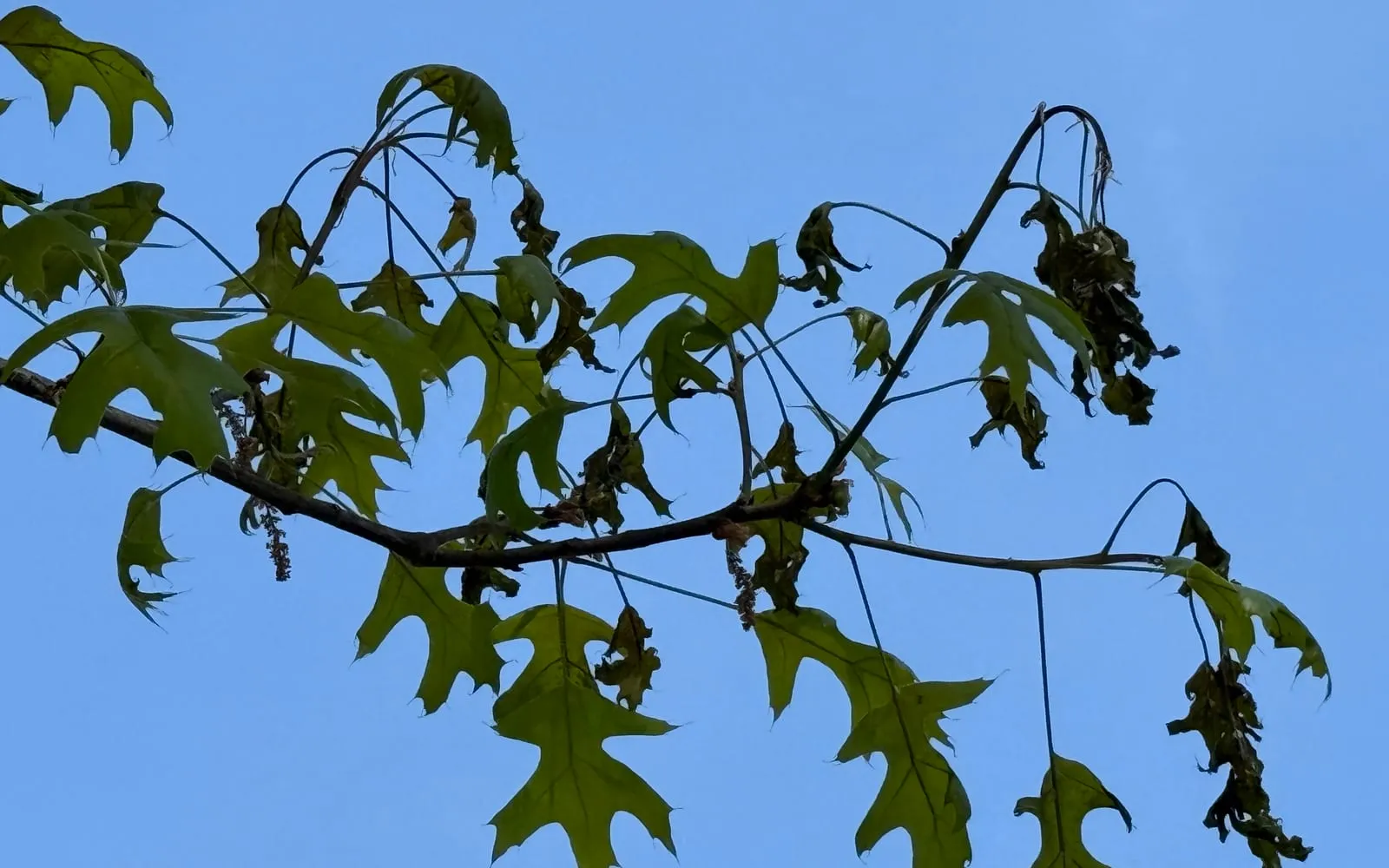An oak branch against a blue sky with several young leaves blackened, shrivelled and hanging limp among healthy green ones