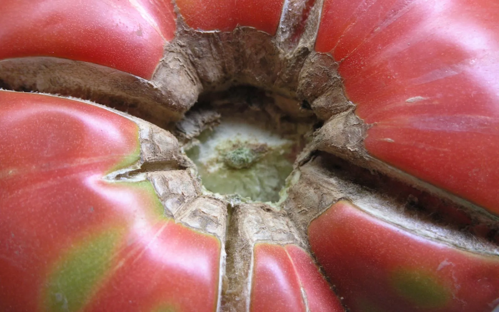 Close view of the stalk end of a large pink beefsteak tomato, with deep cracks radiating from the calyx that have dried and healed into brown corky scar tissue
