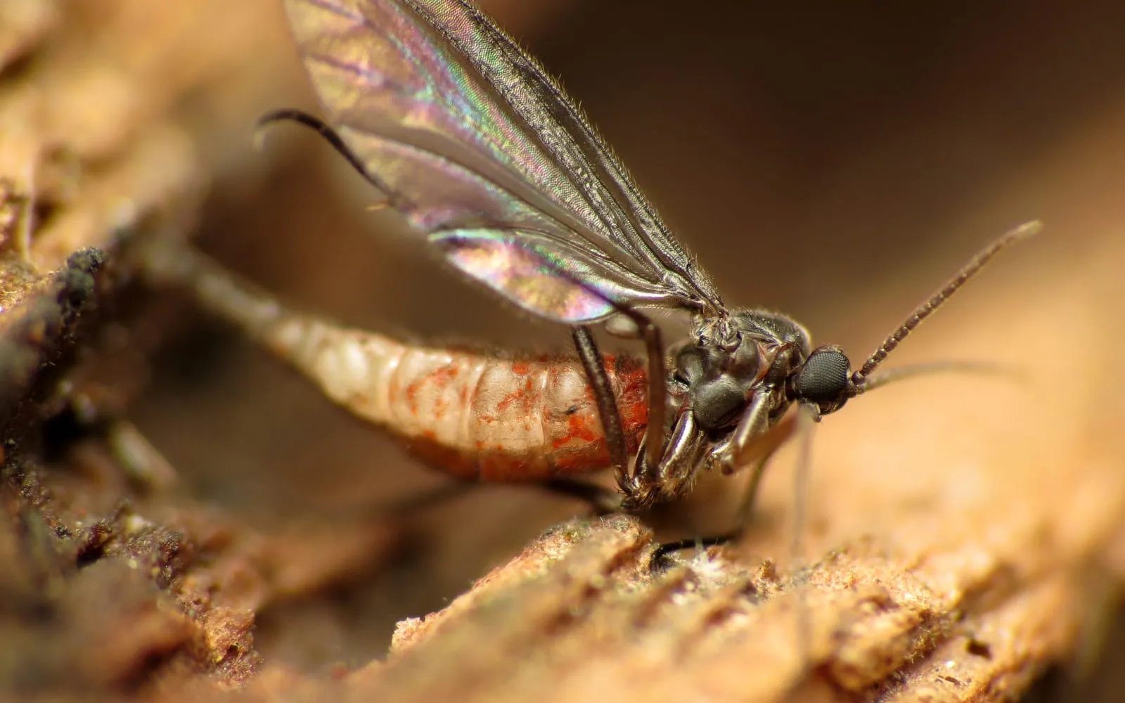 A close view of a small dark fly with long beaded antennae, long legs and a single pair of clear veined wings