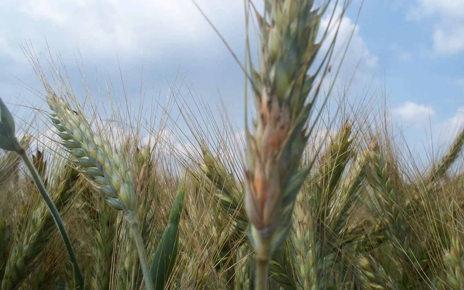 A cereal ear photographed from below against a cloudy sky, with several spikelets partway up bleached to straw and stained salmon-orange, while the ears around it stay green