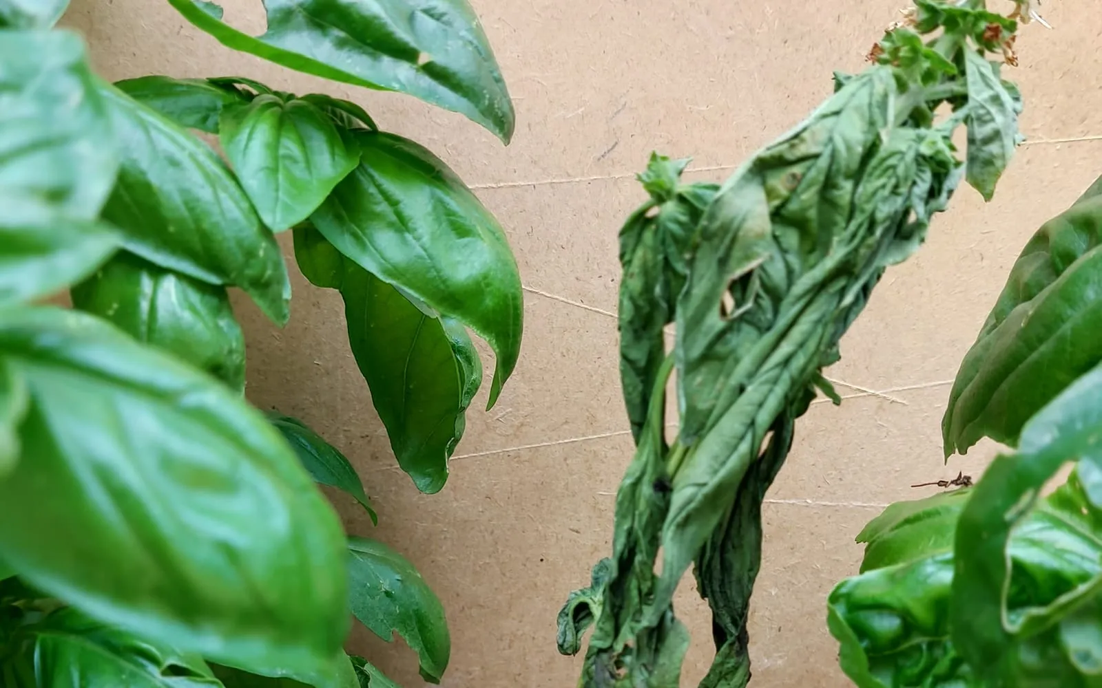 Two basil plants side by side, the left one upright with firm glossy leaves and the right one completely collapsed with its leaves hanging limp but still green