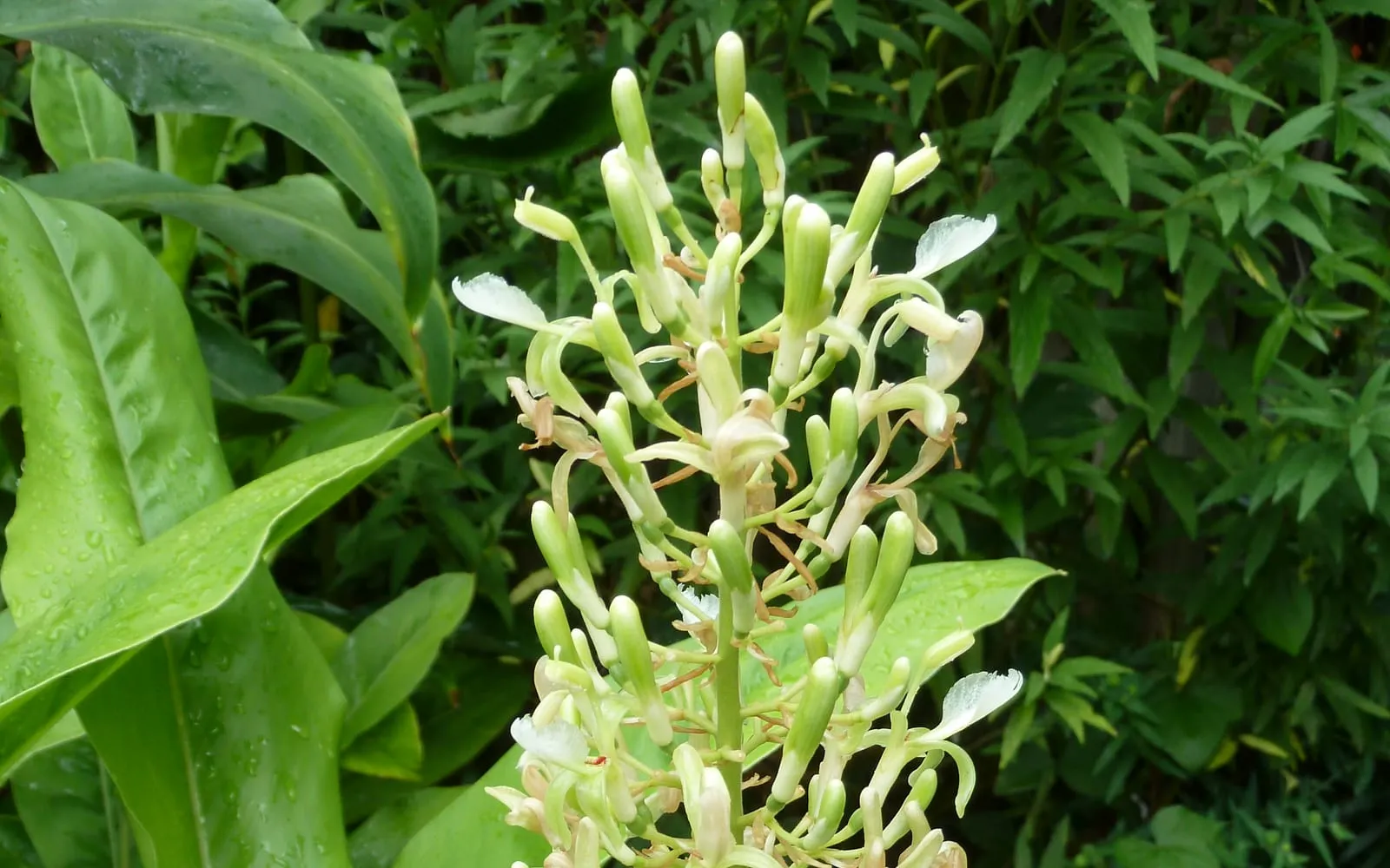 A galangal flower spike of greenish-white blooms at the top of a leafy stem