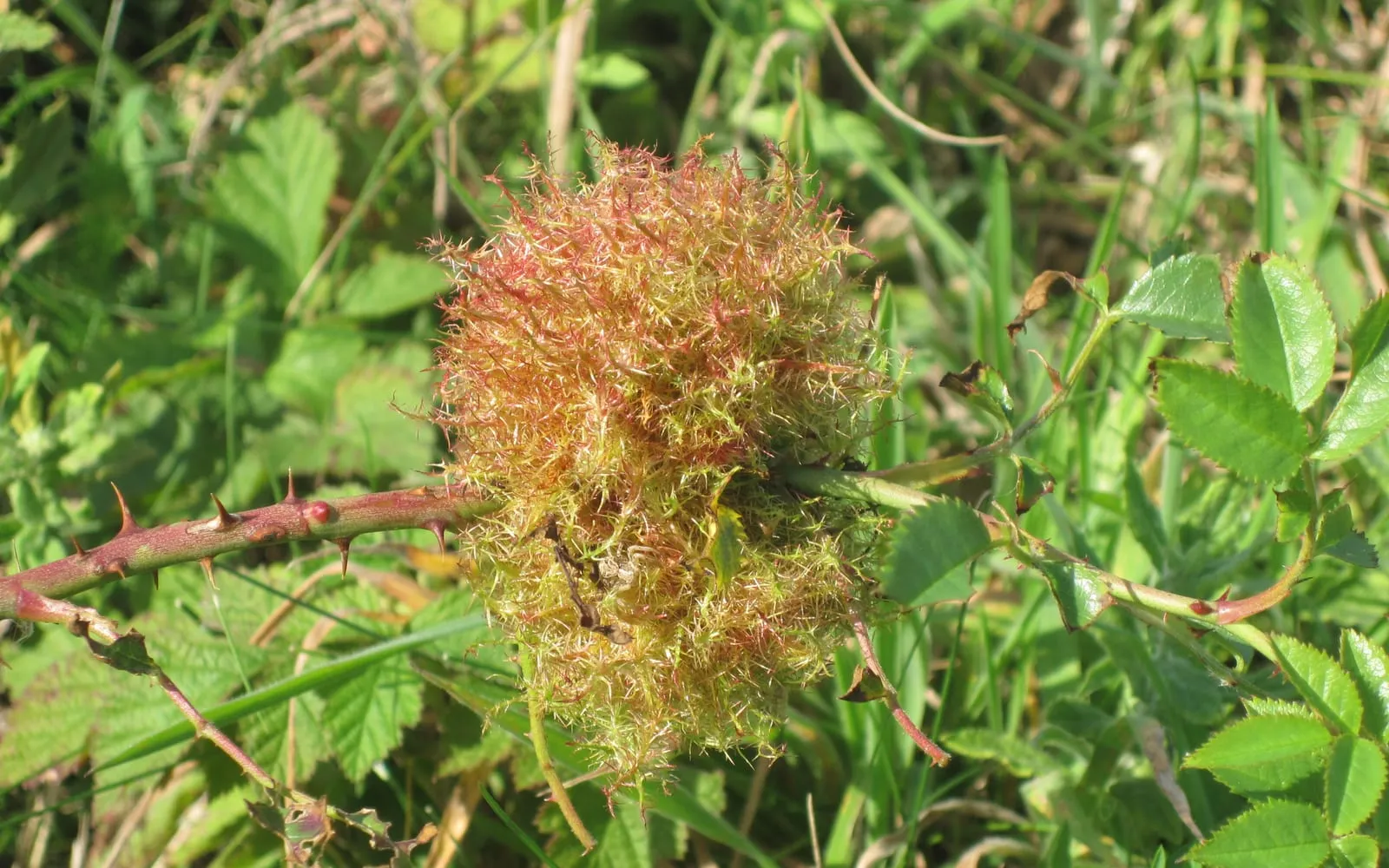 A dense ball of fine red and green mossy filaments growing around the stem of a wild rose, with thorny stems and rose leaves around it