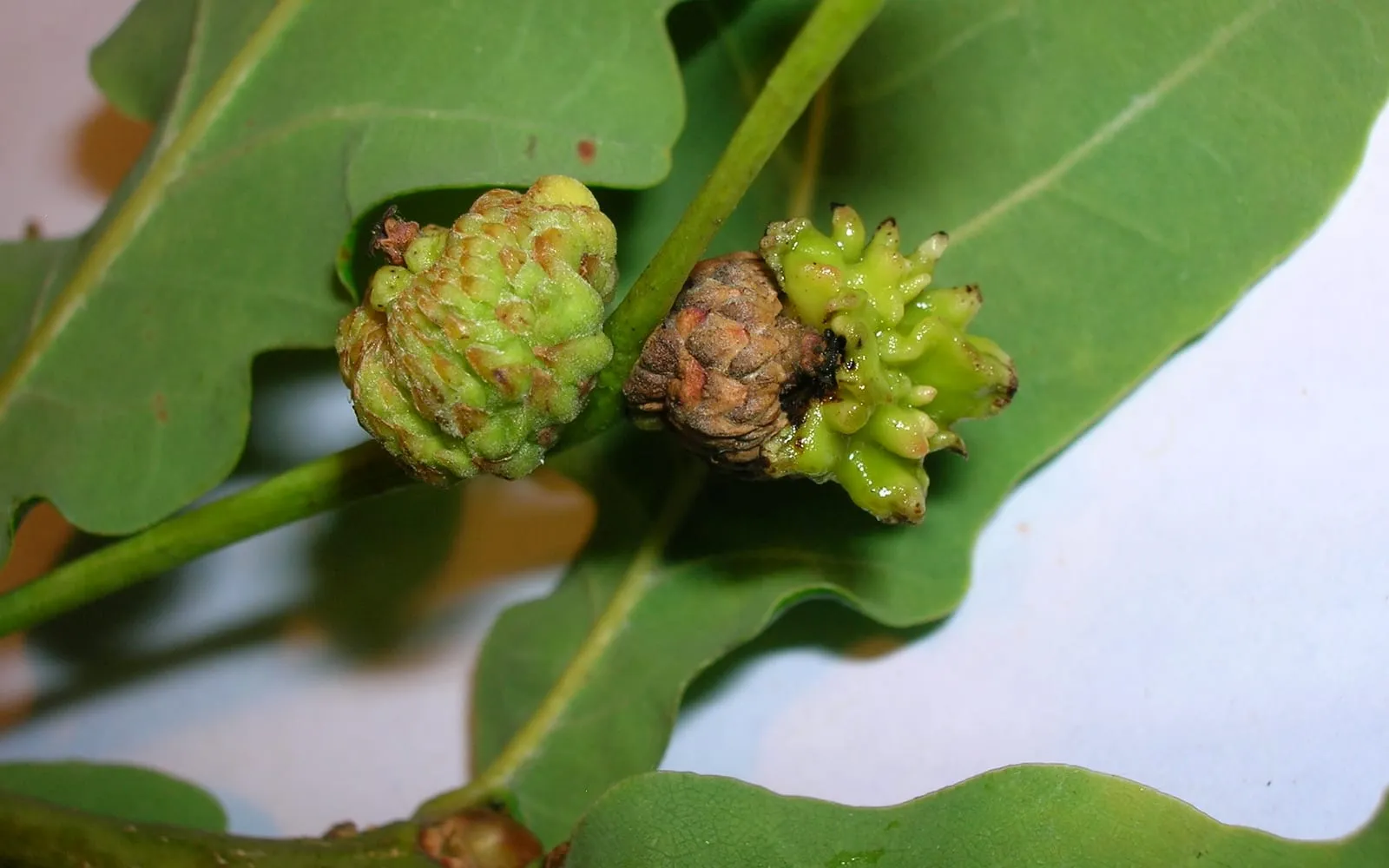 Two oak acorns swollen and deformed into ridged, knobbly green and brown masses, still attached to a twig with oak leaves