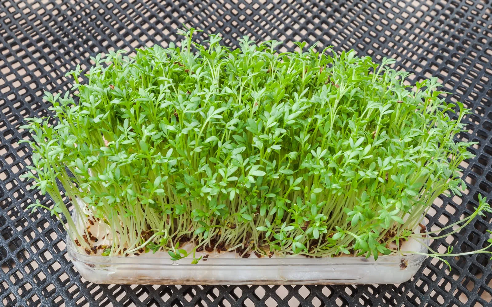 A dense tray of garden cress seedlings on white stems, grown for cutting