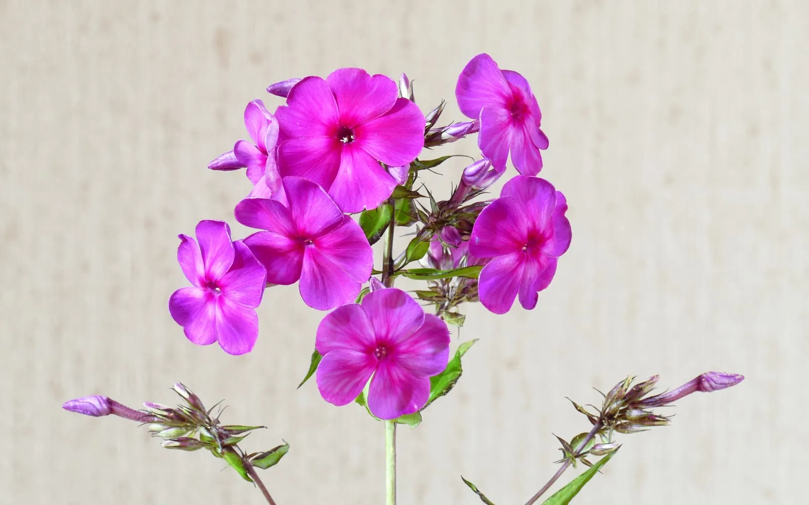 A head of magenta phlox florets, each with five flat lobes around a darker eye