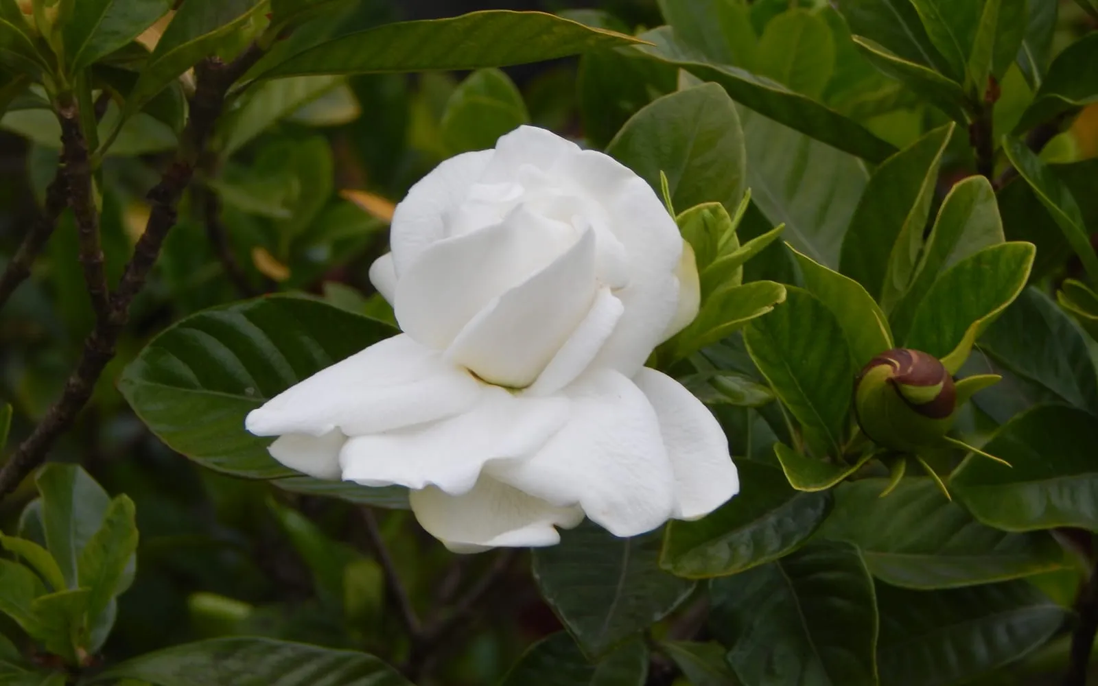 A white double gardenia flower opening among glossy dark green leaves, with a tight bud beside it