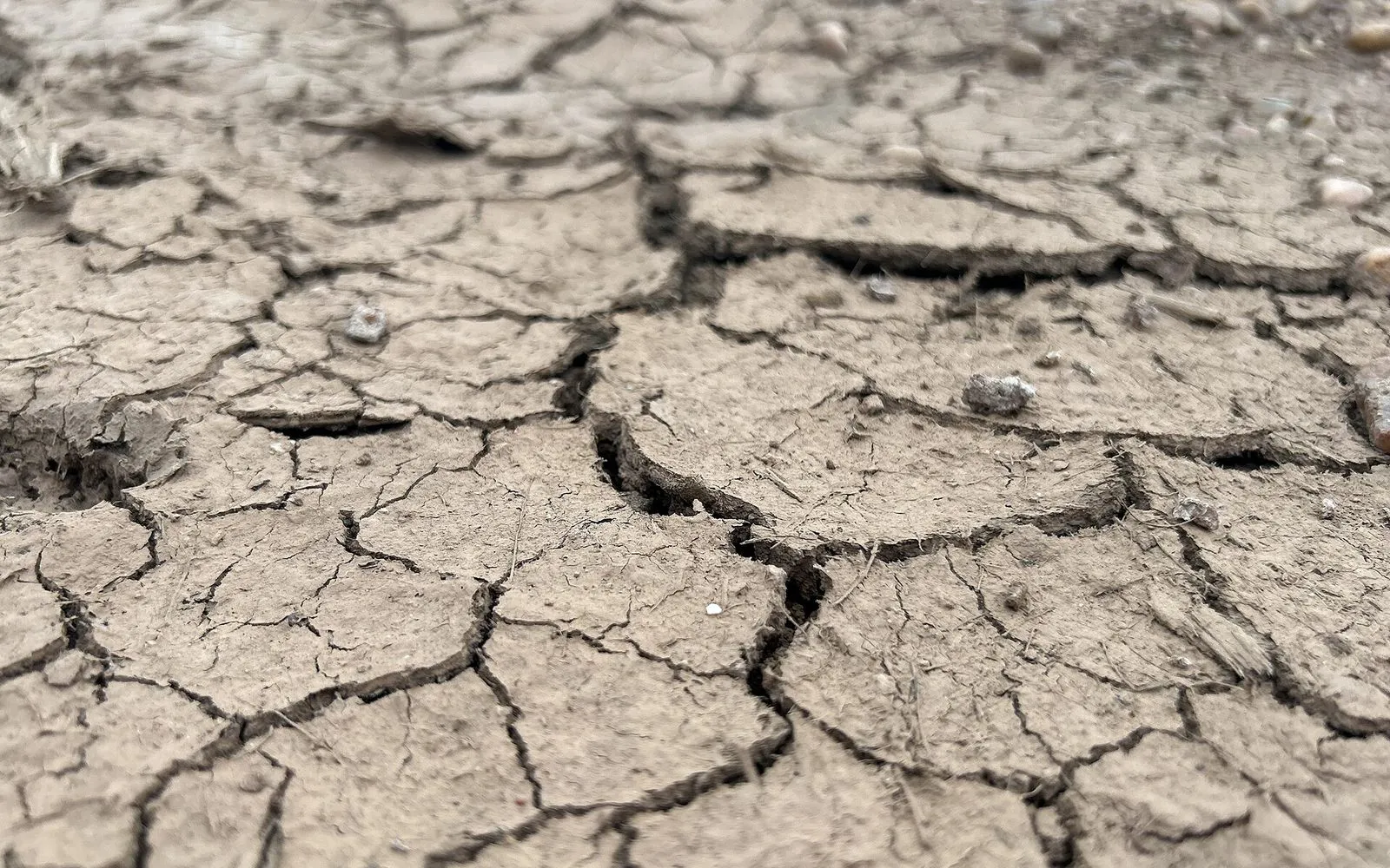 Bare soil cracked into a mosaic of plates by heat and drought, dried pale and hard