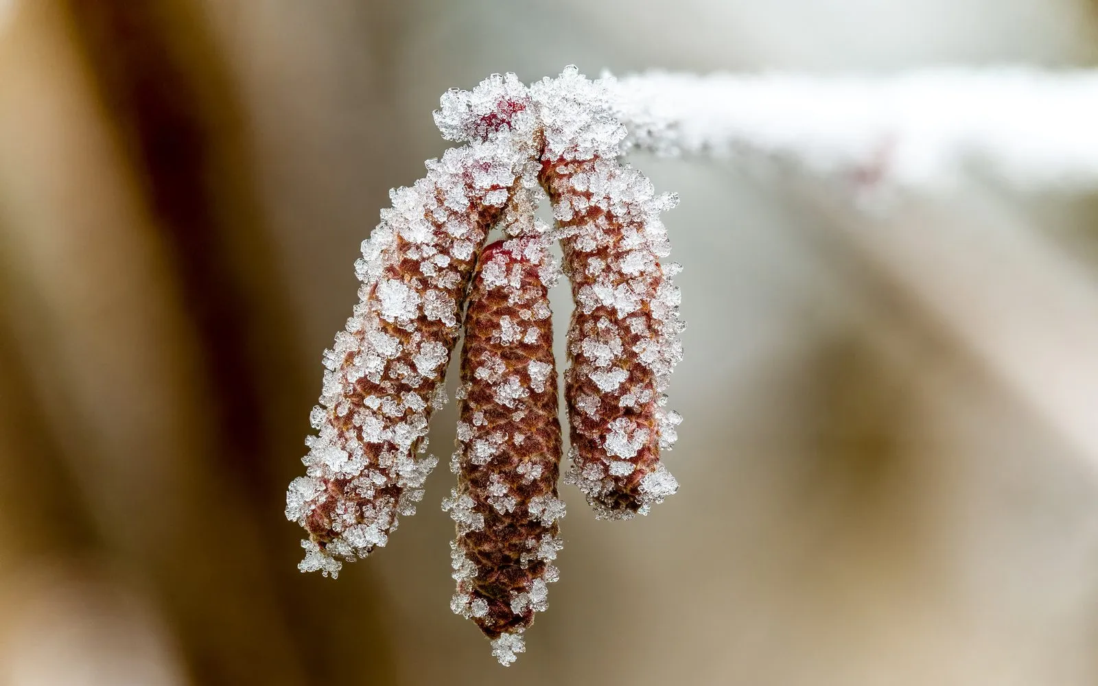 Three hazel catkins thickly encrusted with white hoarfrost crystals, hanging from a frosted twig against a soft blurred background