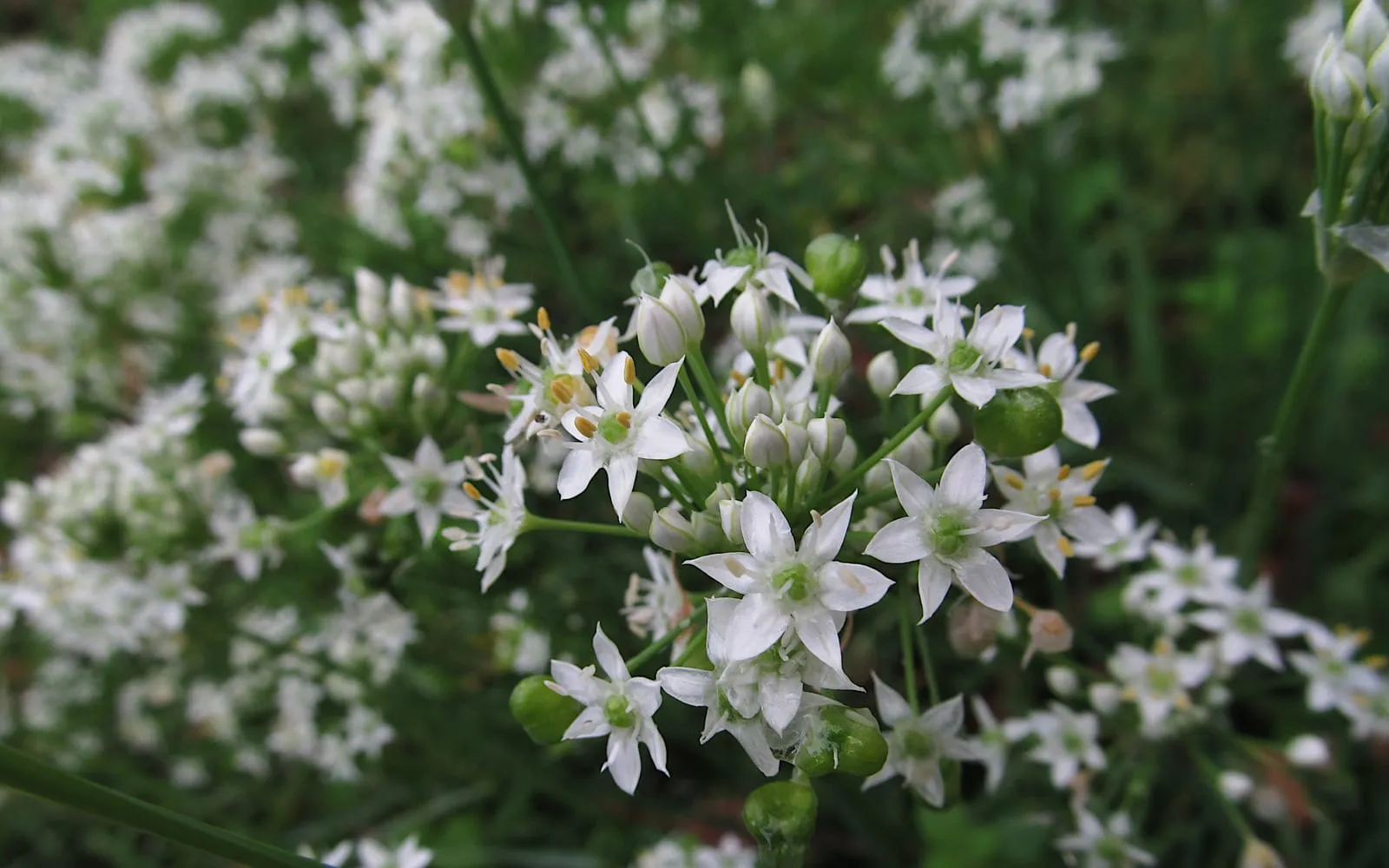 Garlic chives in flower, flat-topped umbels of white star-shaped flowers above narrow leaves