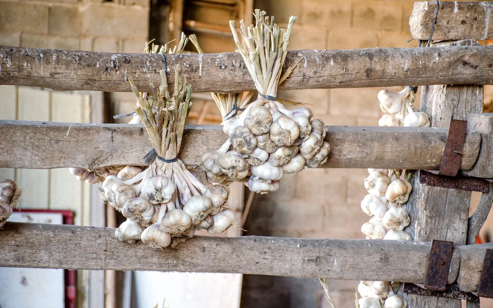 Bunches of harvested garlic bulbs tied and hung from wooden rails to dry in a barn