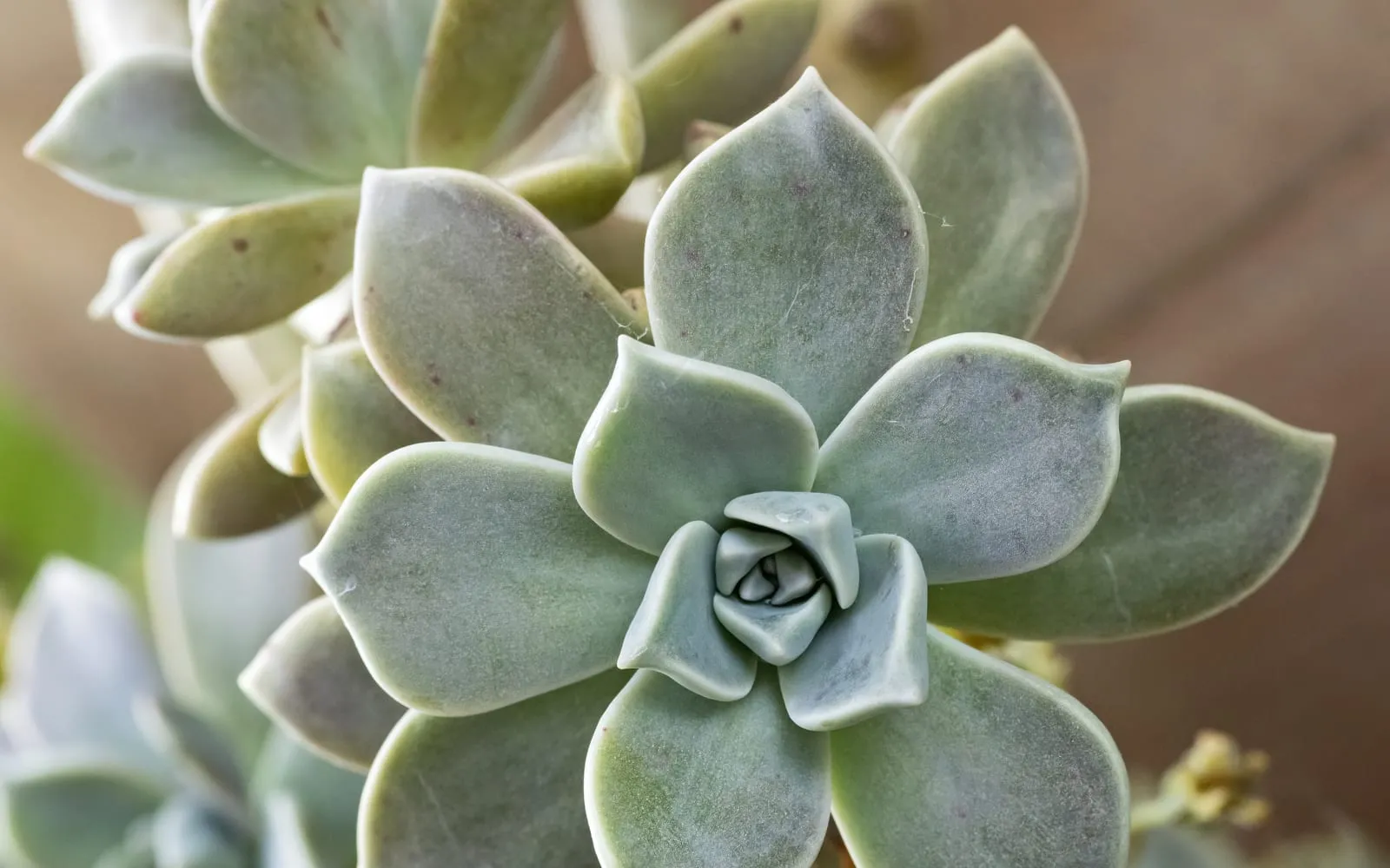 A loose, open rosette of pale grey-lavender, spoon-shaped Graptopetalum paraguayense leaves with a fine powdery bloom