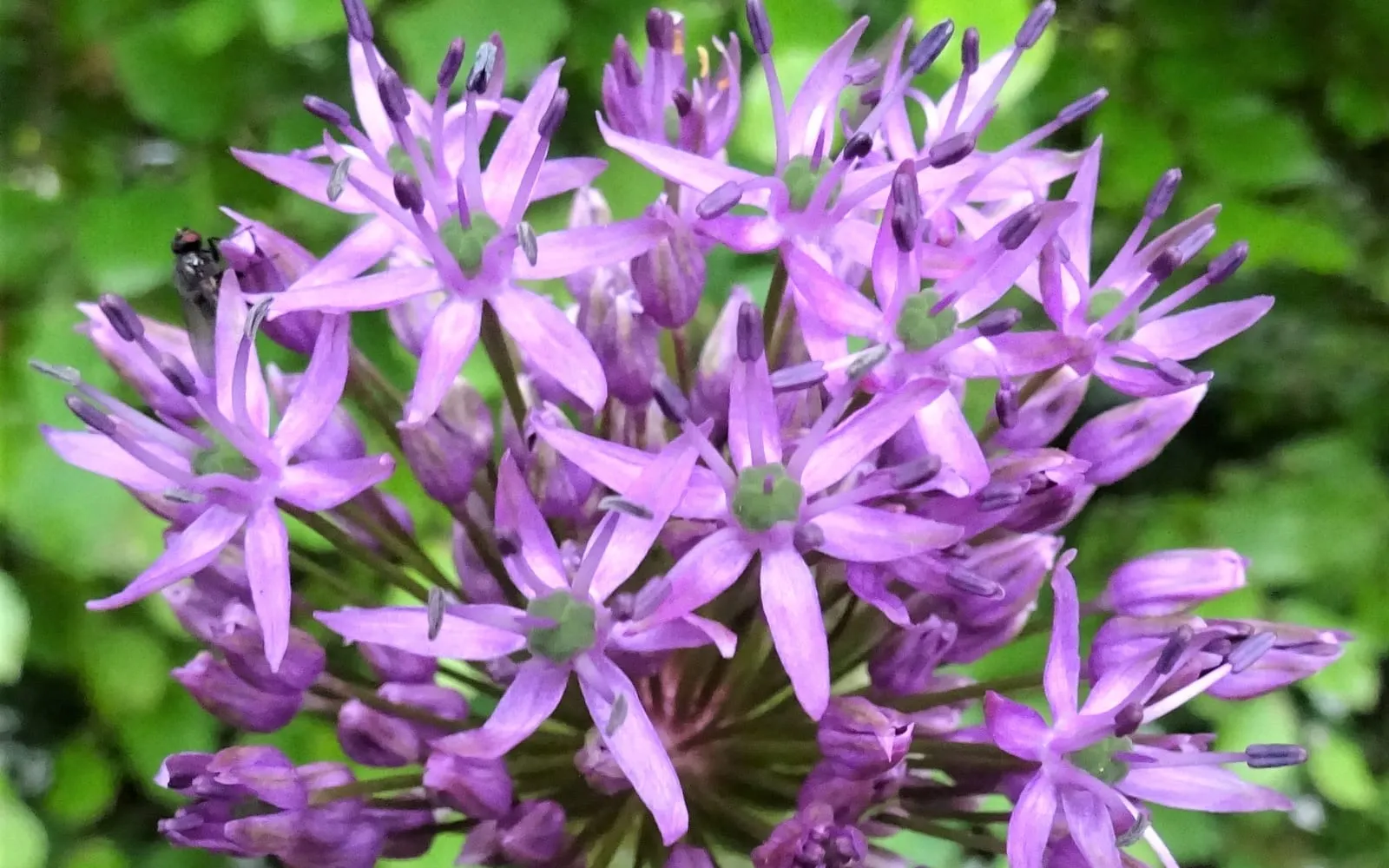 Close-up of a dense, round giant allium flower head packed with small purple-violet star-shaped florets