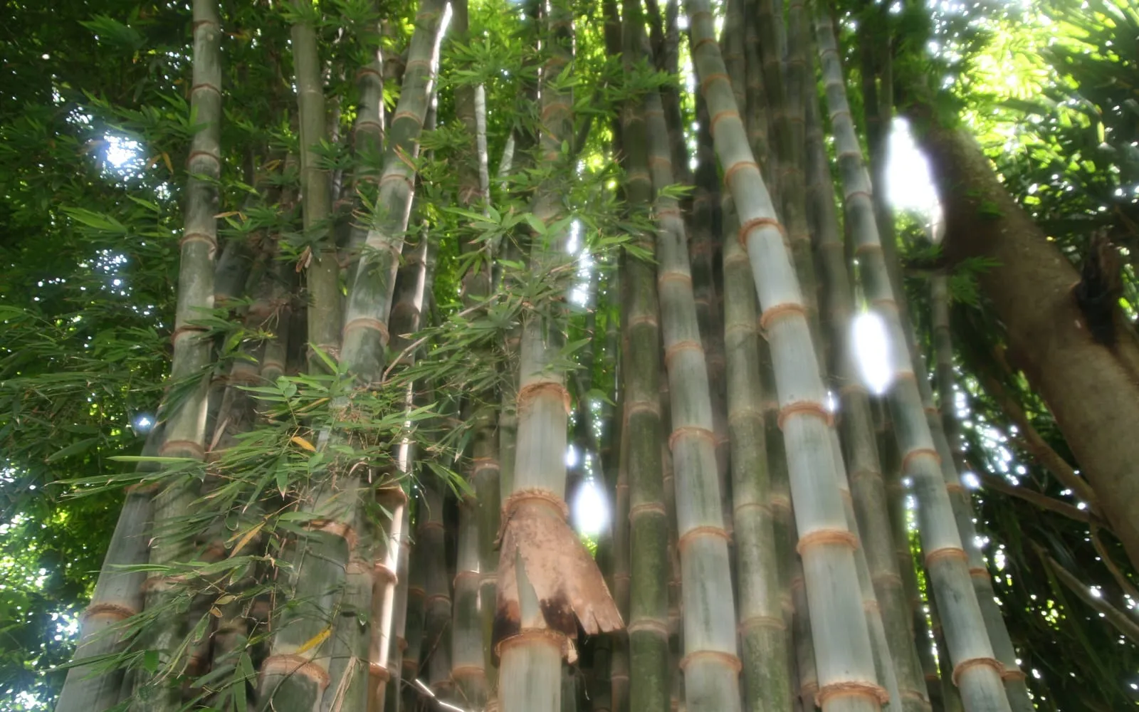 A dense clump of massive giant bamboo culms with pale rings at each node, towering overhead in a forest setting