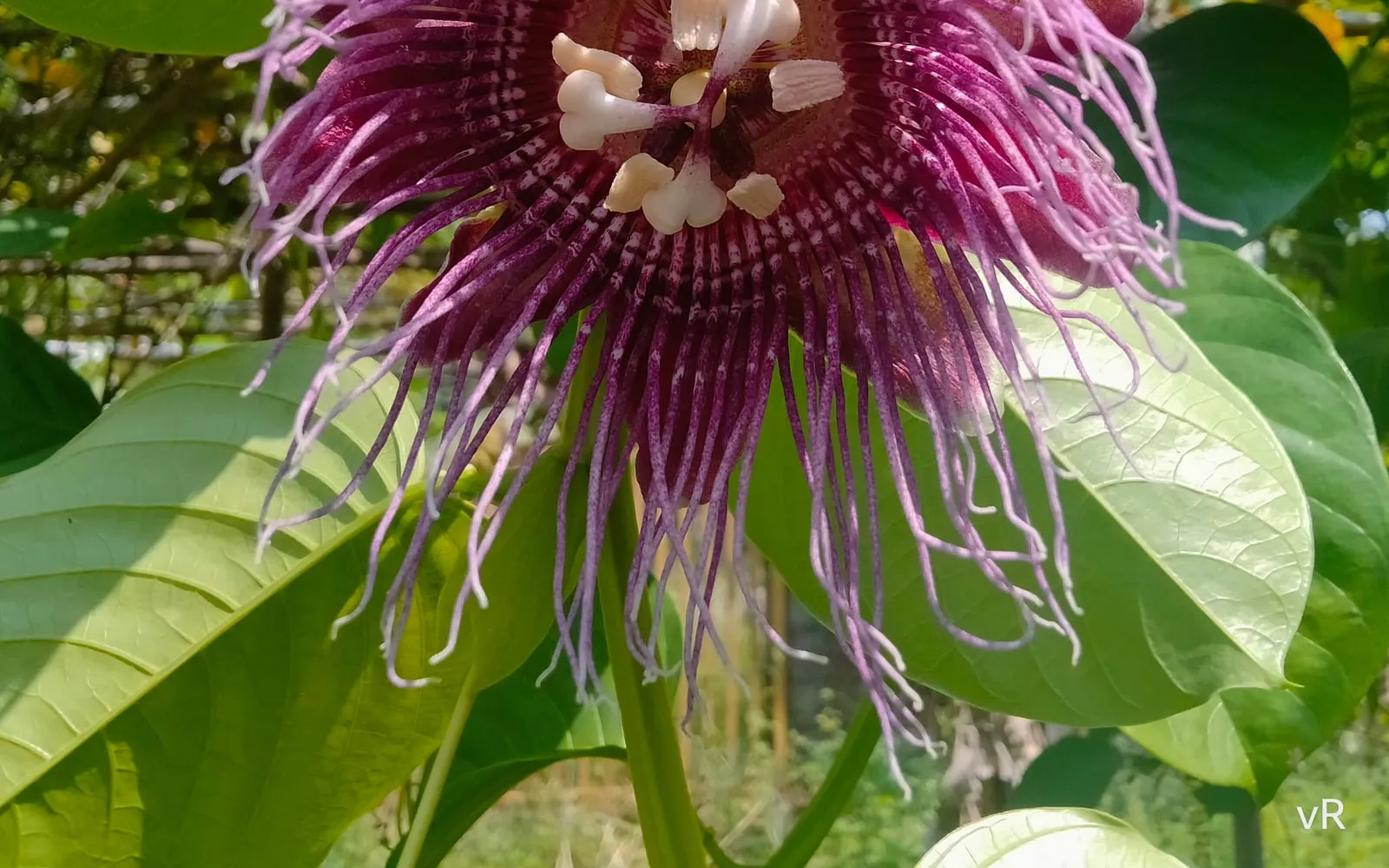 Close-up of a giant granadilla flower, showing the long purple and white banded corona filaments against broad, unlobed leaves