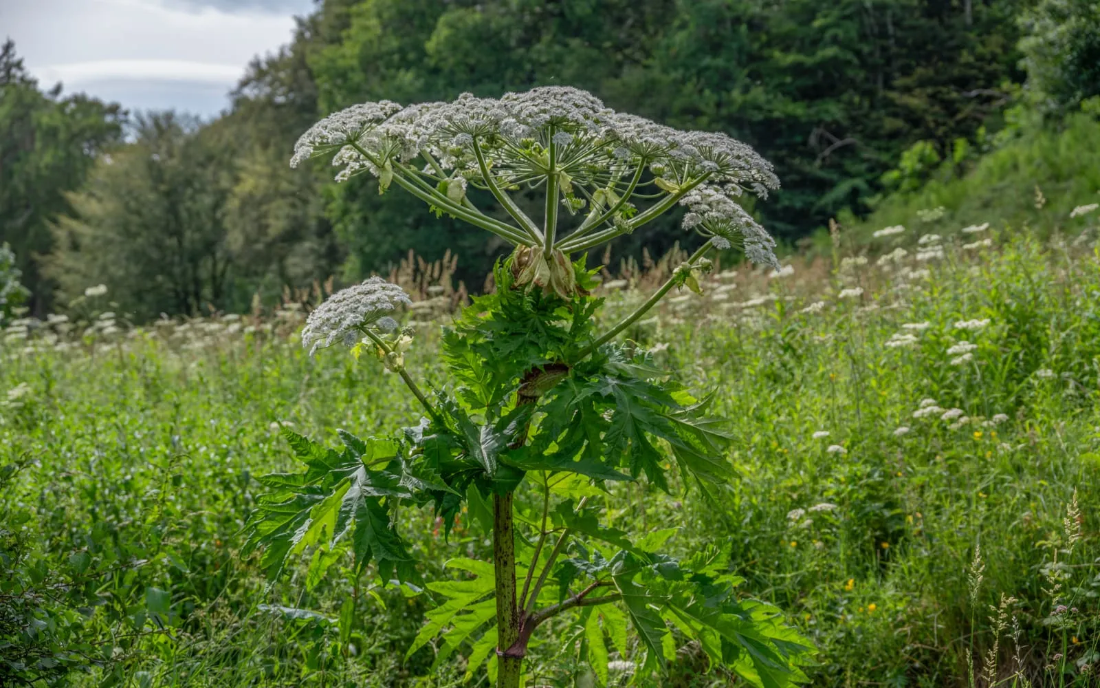 A giant hogweed in flower, its huge white umbel on a thick purple-blotched stem above deeply cut jagged leaves in rough grassland