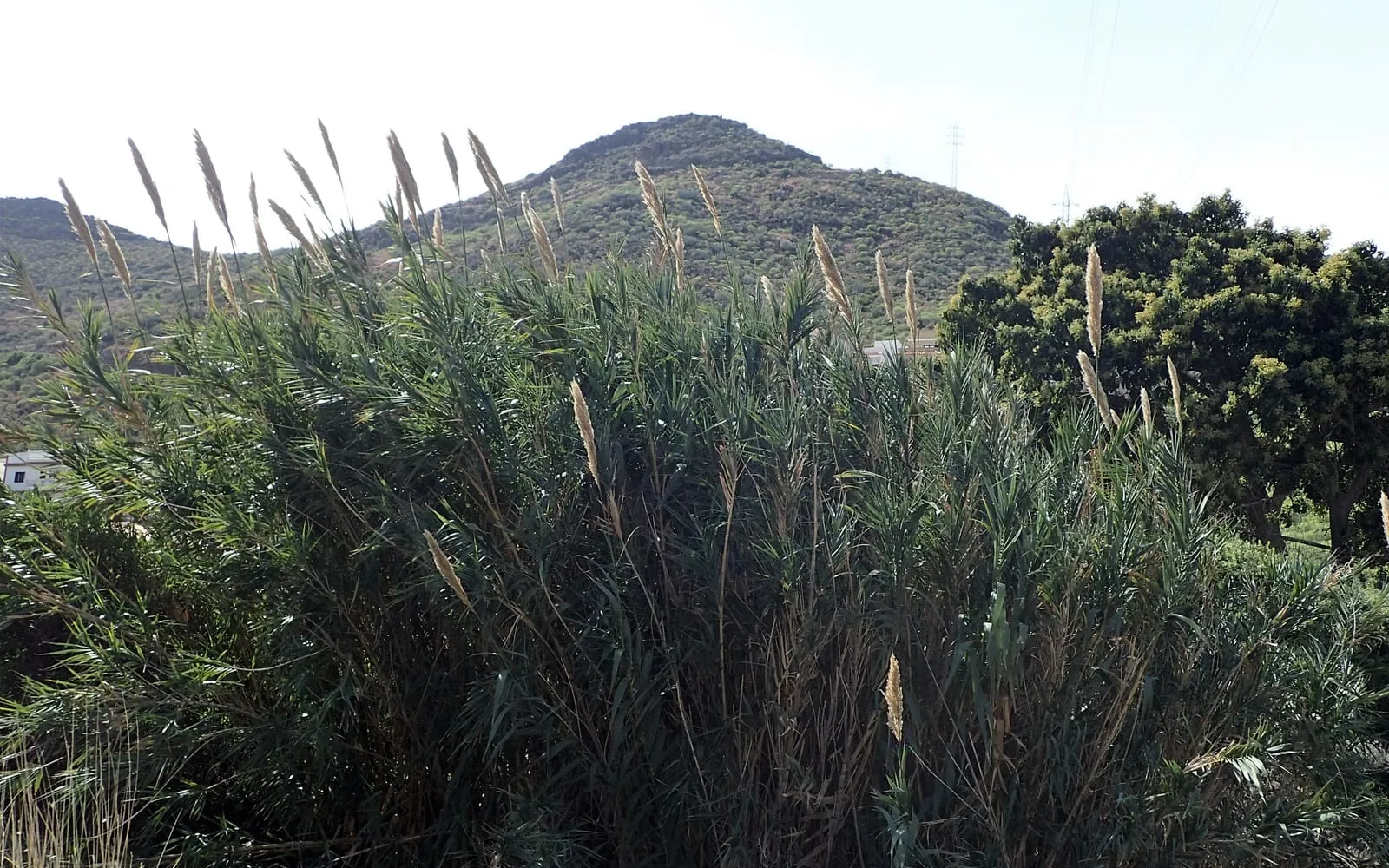 Tall giant reed canes with feathery plumed seed heads growing in a dense stand against a hillside