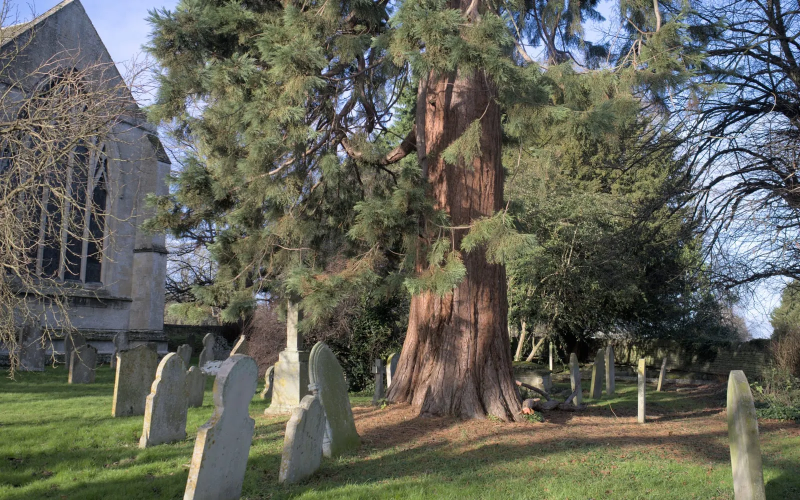 A young giant sequoia with soft, fibrous reddish-brown bark and a dense conical crown, growing in an English churchyard.