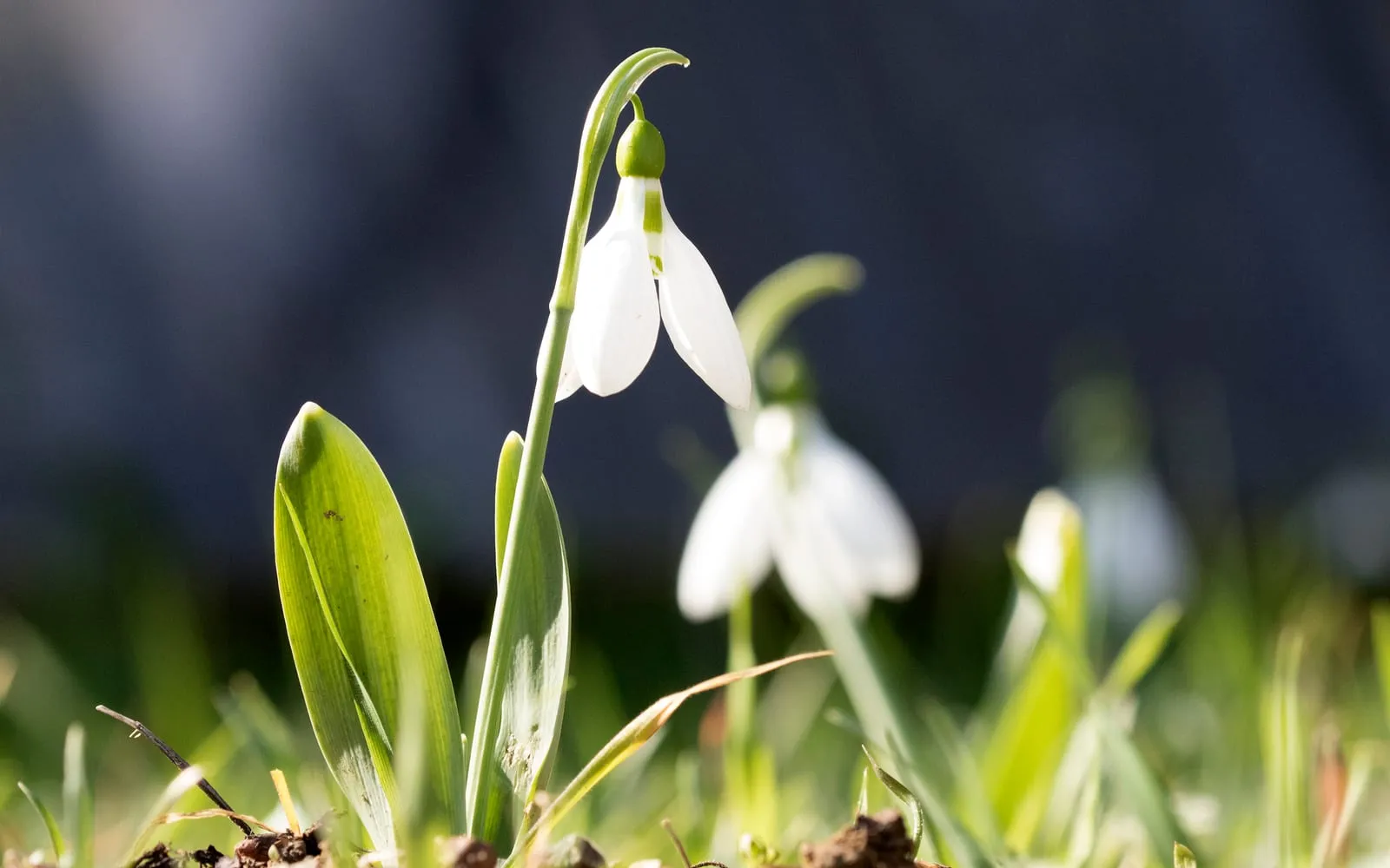 A nodding white giant snowdrop flower on a stem beside a broad grey-green leaf, with more flowers out of focus behind, growing wild in Turkey