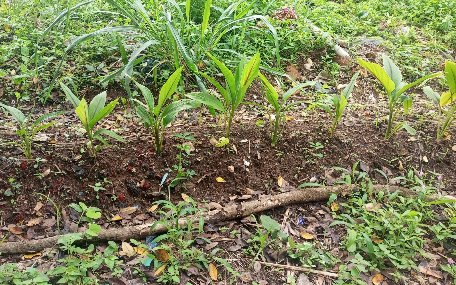 Young ginger plants in a bed, each a fan of broad strap-shaped leaves