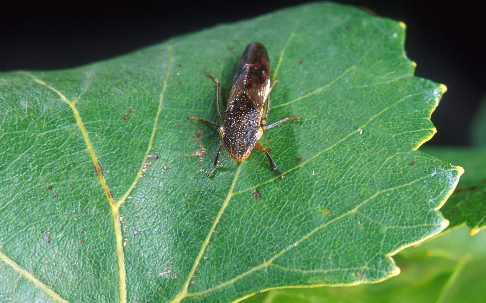 A large dark leafhopper stippled with cream, its reddish translucent wings folded, resting on a grape leaf flecked with white deposits