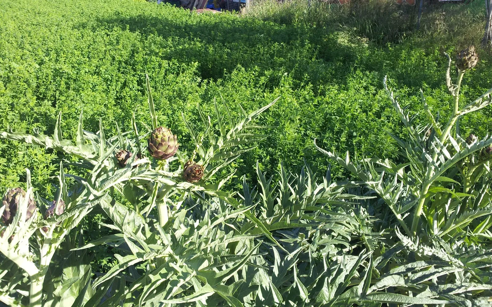 Globe artichokes in a row, tight unopened buds standing above deeply cut grey-green leaves
