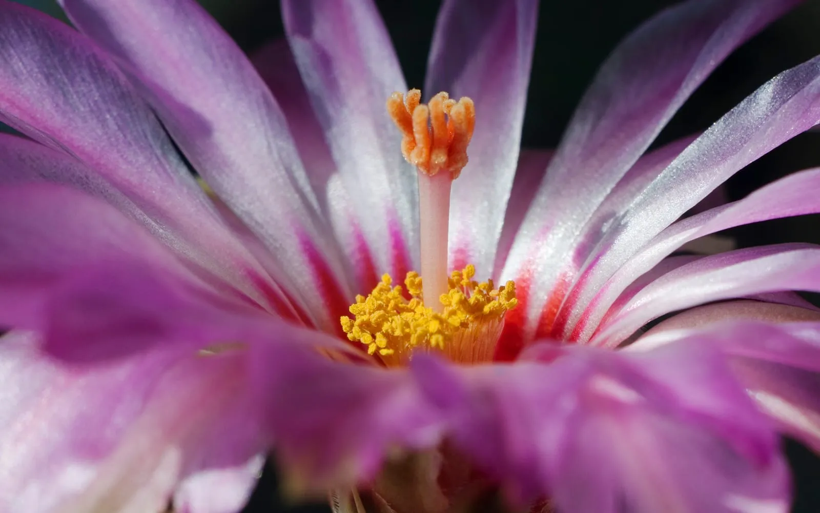 A large magenta glory of Texas flower with a striped throat open above a spiny cactus body