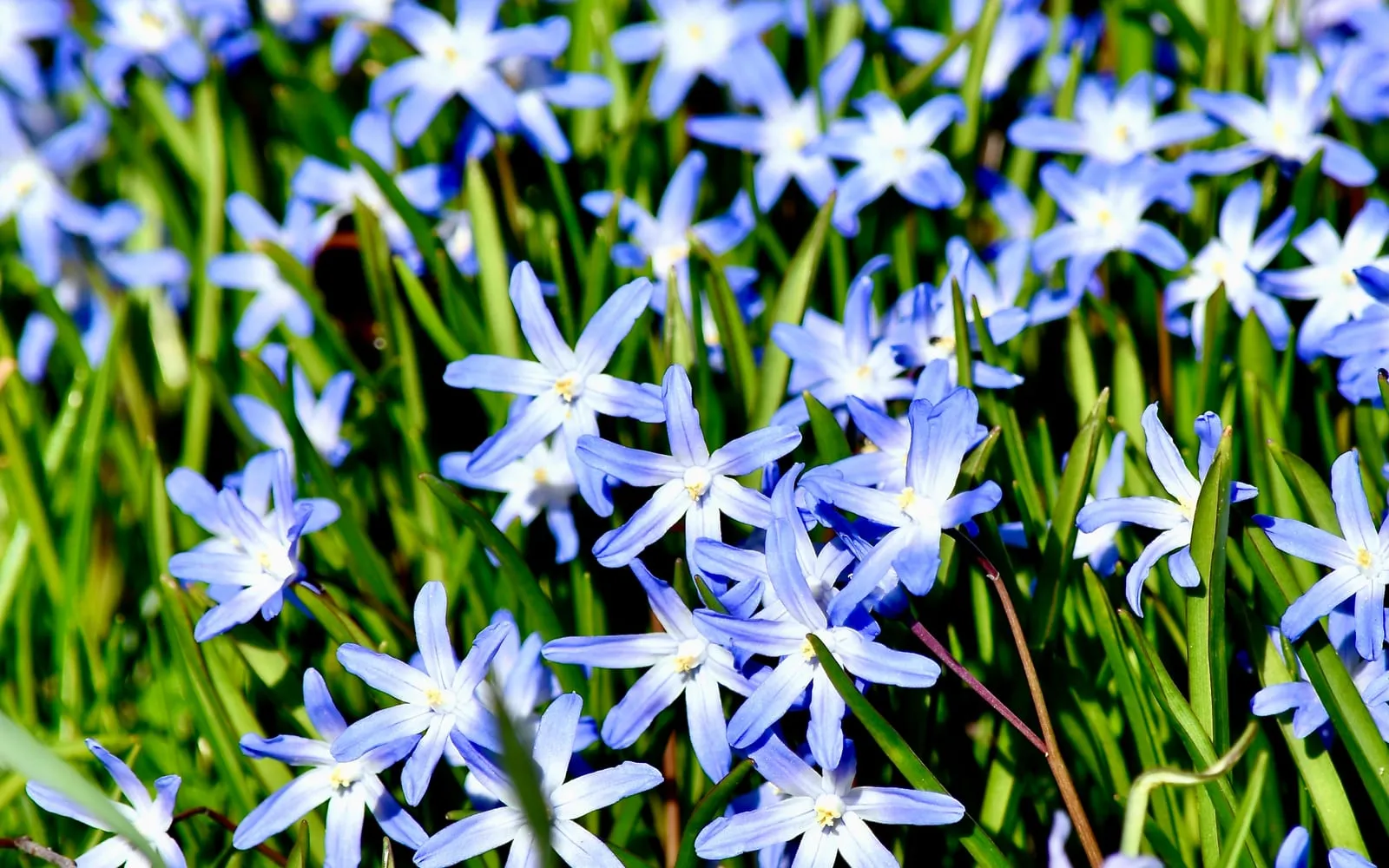 A dense carpet of small blue, star-shaped glory of the snow flowers with white centres, growing among grass