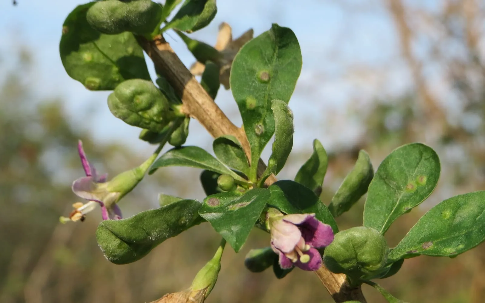Goji flowers and developing green berries on arching stems