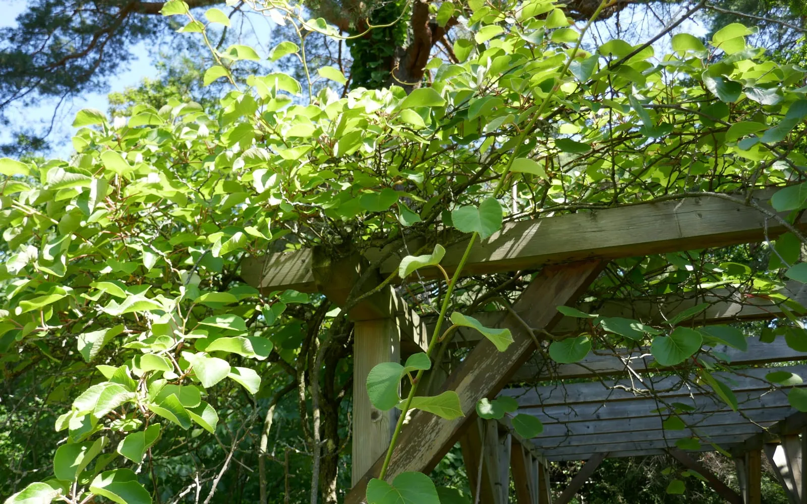 A gold kiwi vine trained over a timber pergola