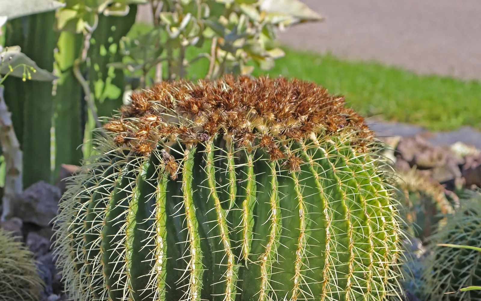 A mature golden barrel cactus, a large ribbed sphere covered in golden spines with a dense woolly brown crown at the top