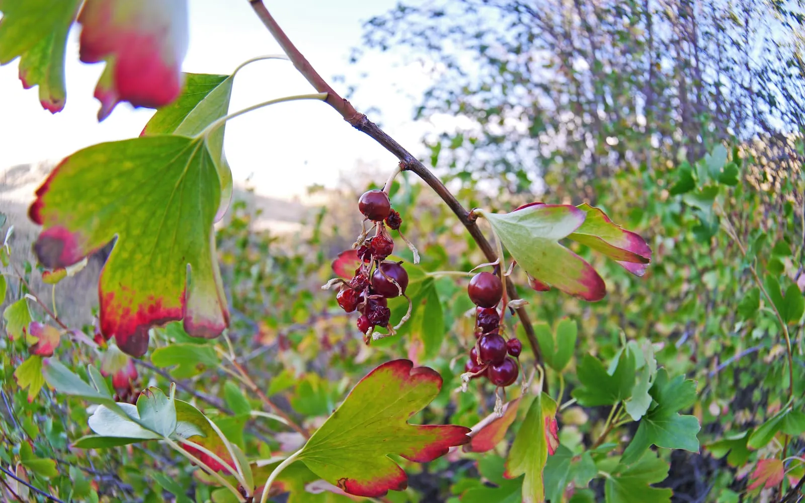 Dark golden currant fruit hanging below three-lobed leaves turning red