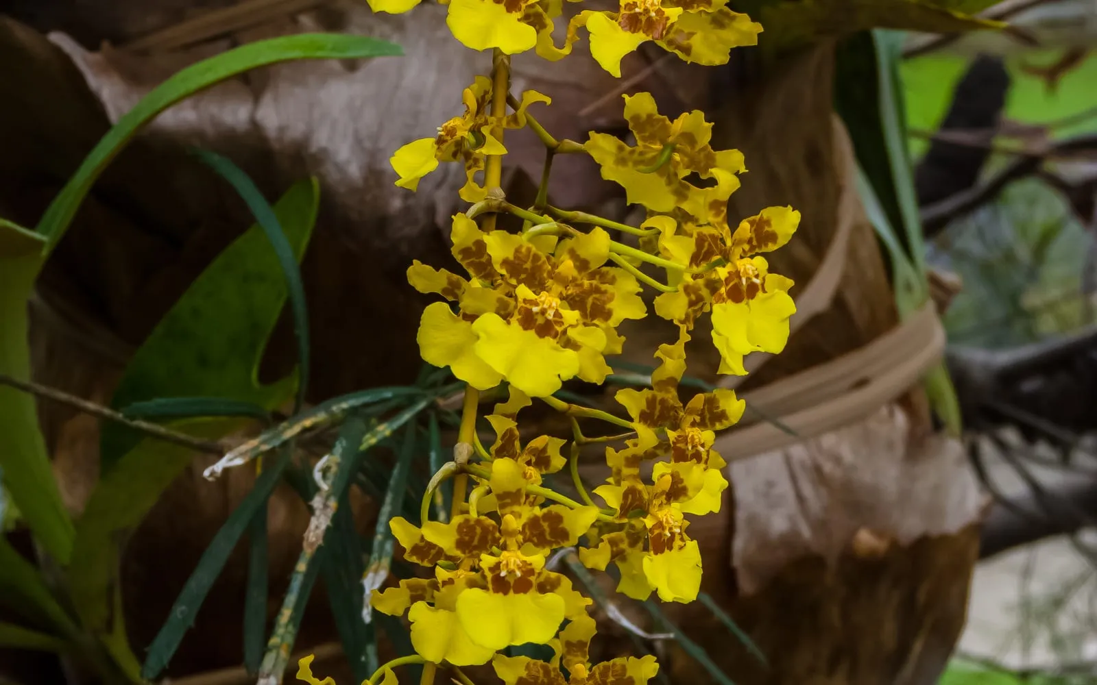 A branching spray of small bright yellow golden shower orchid flowers with reddish-brown barring near the centre of each bloom