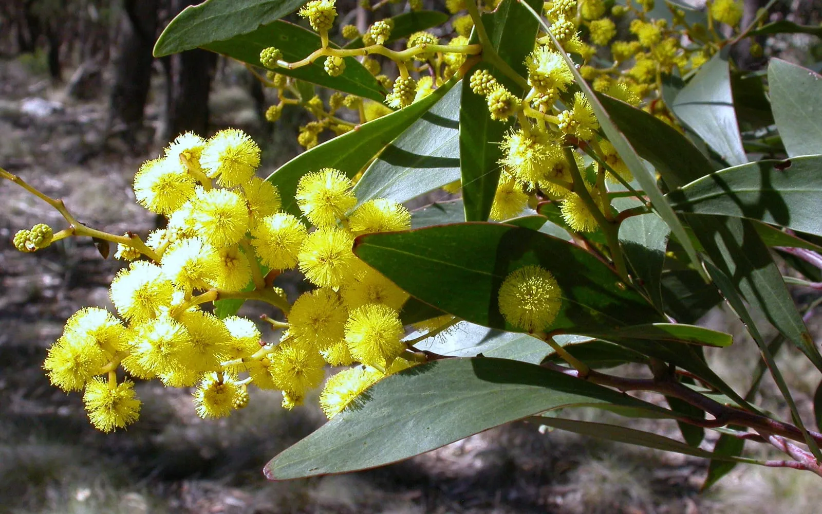 Dense clusters of fluffy golden-yellow globular flowers covering golden wattle branches, among sickle-shaped grey-green phyllodes