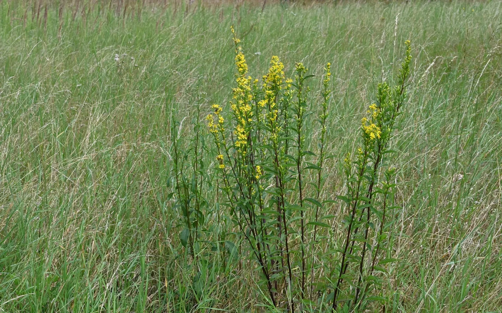 Upright goldenrod stems topped with dense yellow flower spikes growing among tall grass