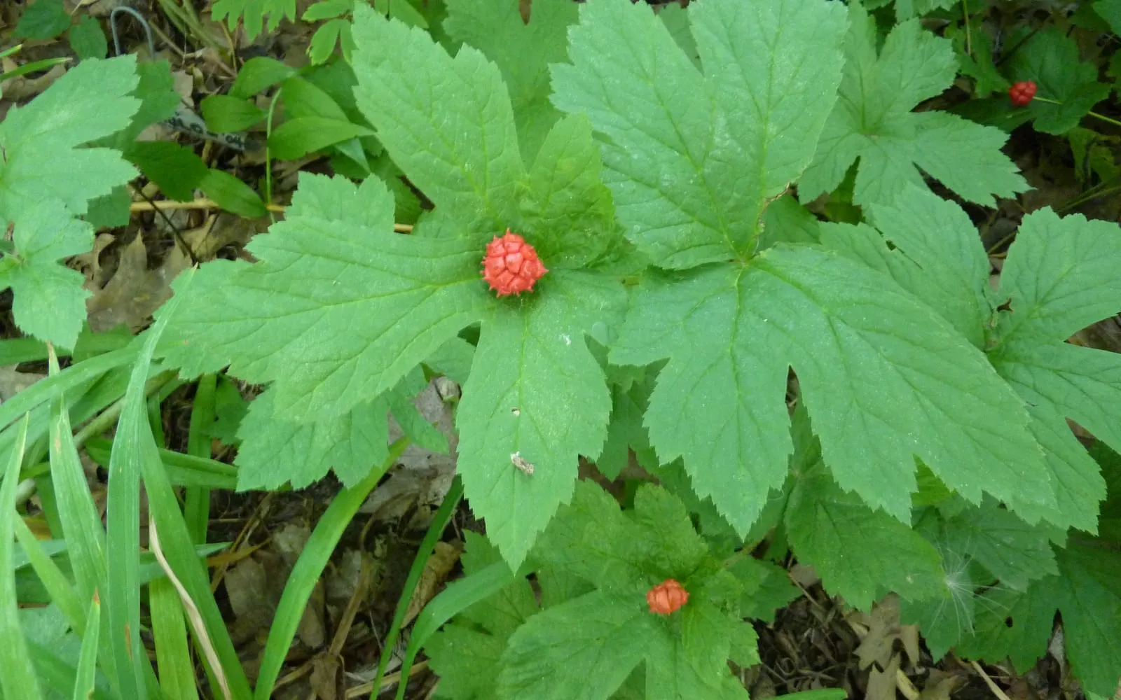 A goldenseal plant with wrinkled palmately lobed leaves and a red raspberry-like fruit