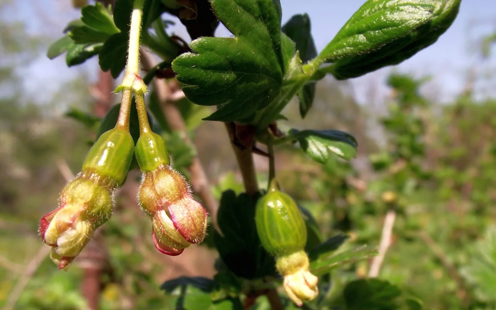 Gooseberry flowers and small green fruitlets hanging from a spiny branch in spring