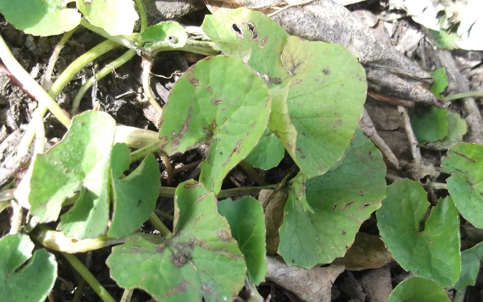 Kidney-shaped gotu kola leaves on long stalks, creeping over leaf litter at a roadside