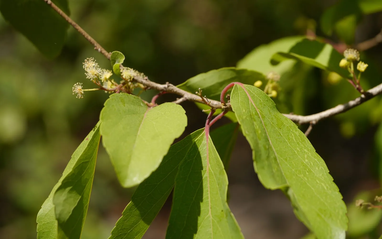 A flowering shoot of governor's plum, with small greenish petal-less flowers