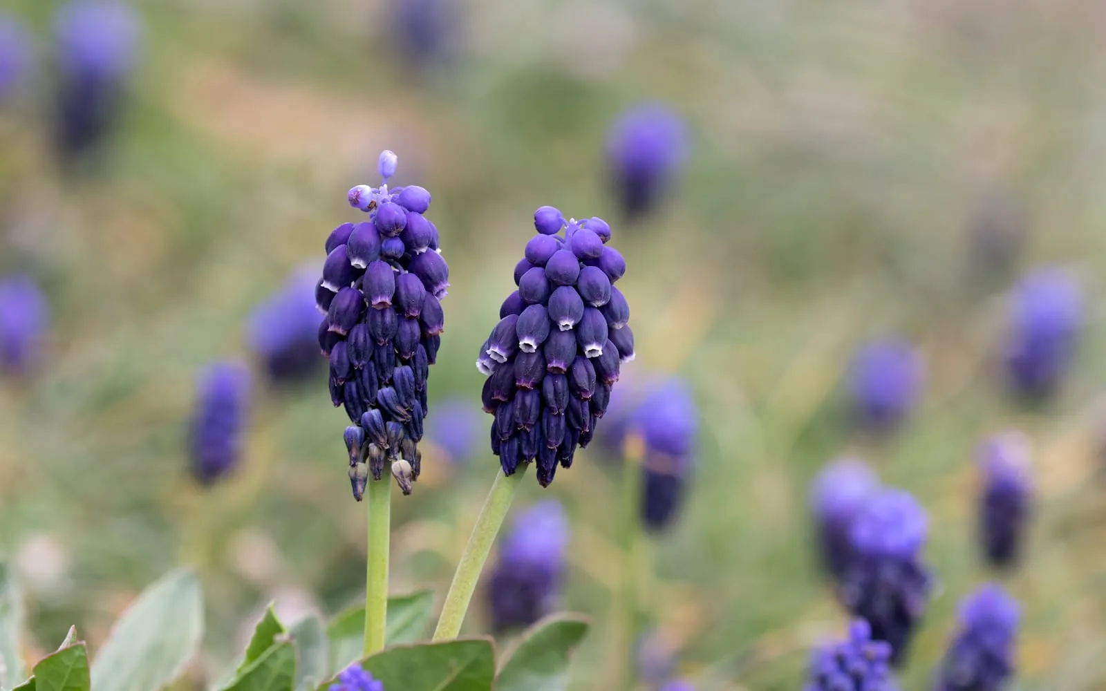 Two dense deep blue grape hyacinth spikes, each tiny bell rimmed with white at the mouth, standing above blurred grass