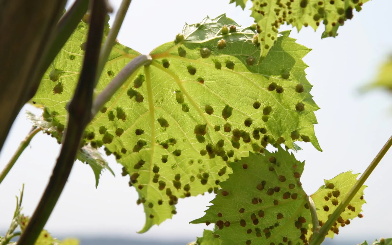 Grape leaves covered in hundreds of small green wart-like galls on the underside, backlit against a bright sky