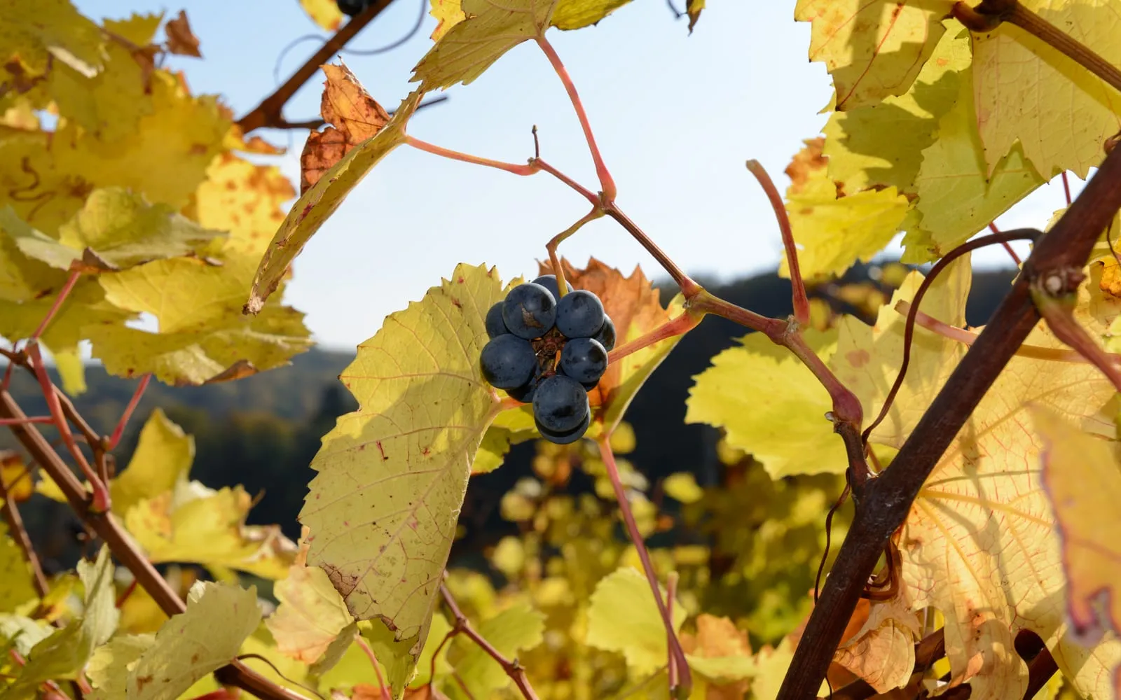 A small bunch of dark blue grapes hanging on the vine among yellowing autumn leaves