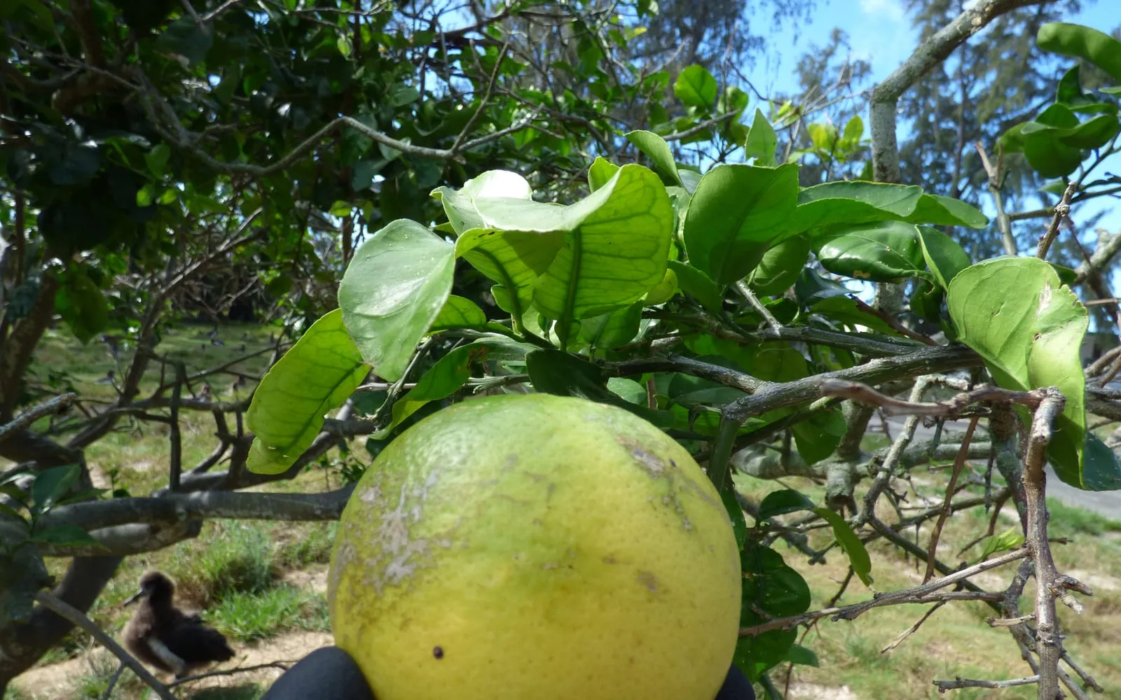 A grapefruit on the branch, showing the broadly winged leaf stalks