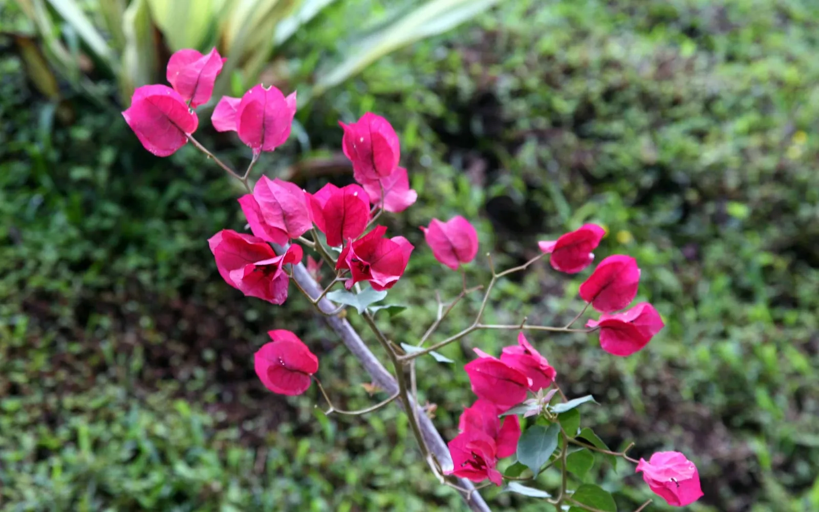 A branch of great bougainvillea covered in bright magenta-pink papery bracts against a green garden background