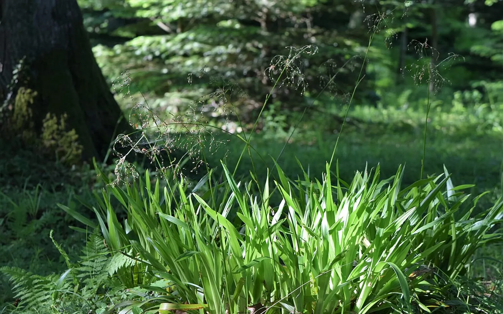 A glossy dark green tuft of great wood-rush growing at the base of a tree in dappled woodland shade.