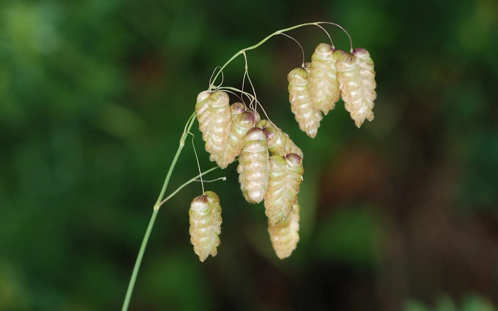 Plump, nodding, locket-shaped spikelets of greater quaking grass hanging from thread-like stalks