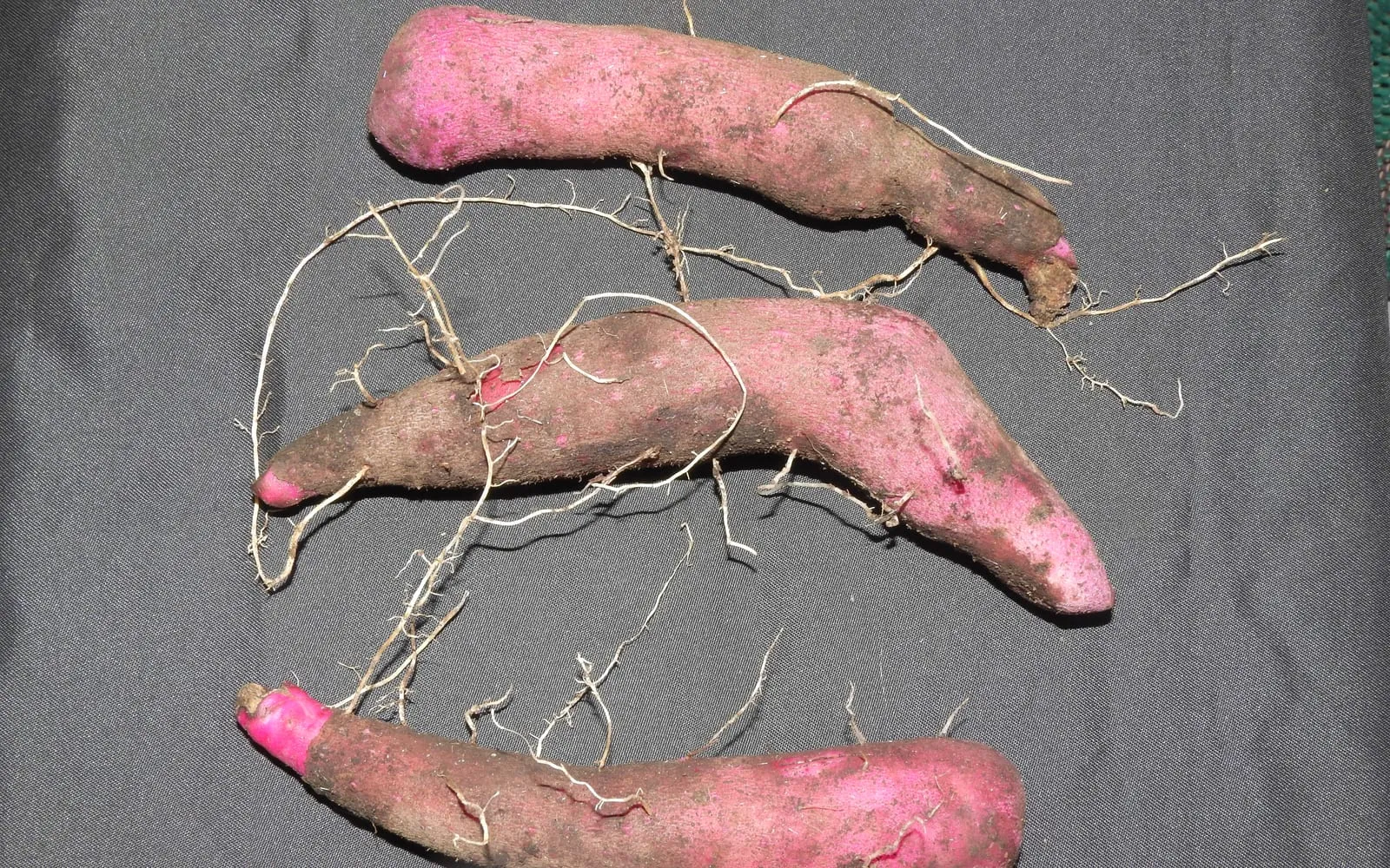 Three greater yam tubers laid out, the cut ends showing violet-purple flesh