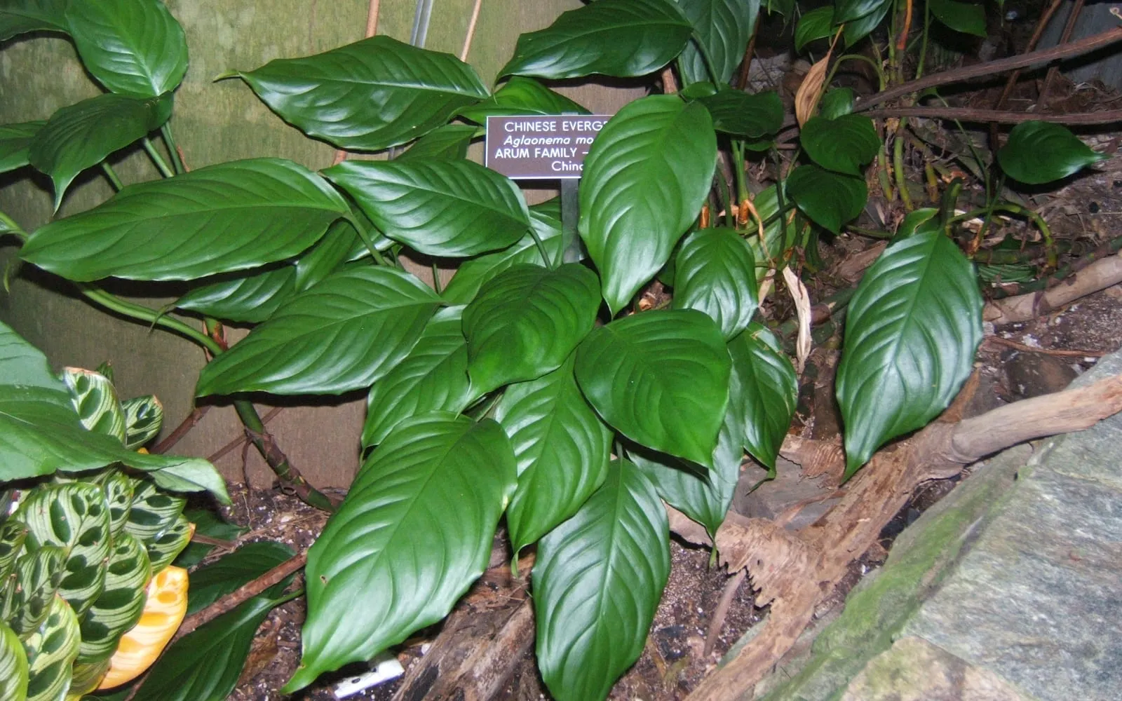 Broad plain glossy green leaves of Aglaonema modestum beside a botanic garden label