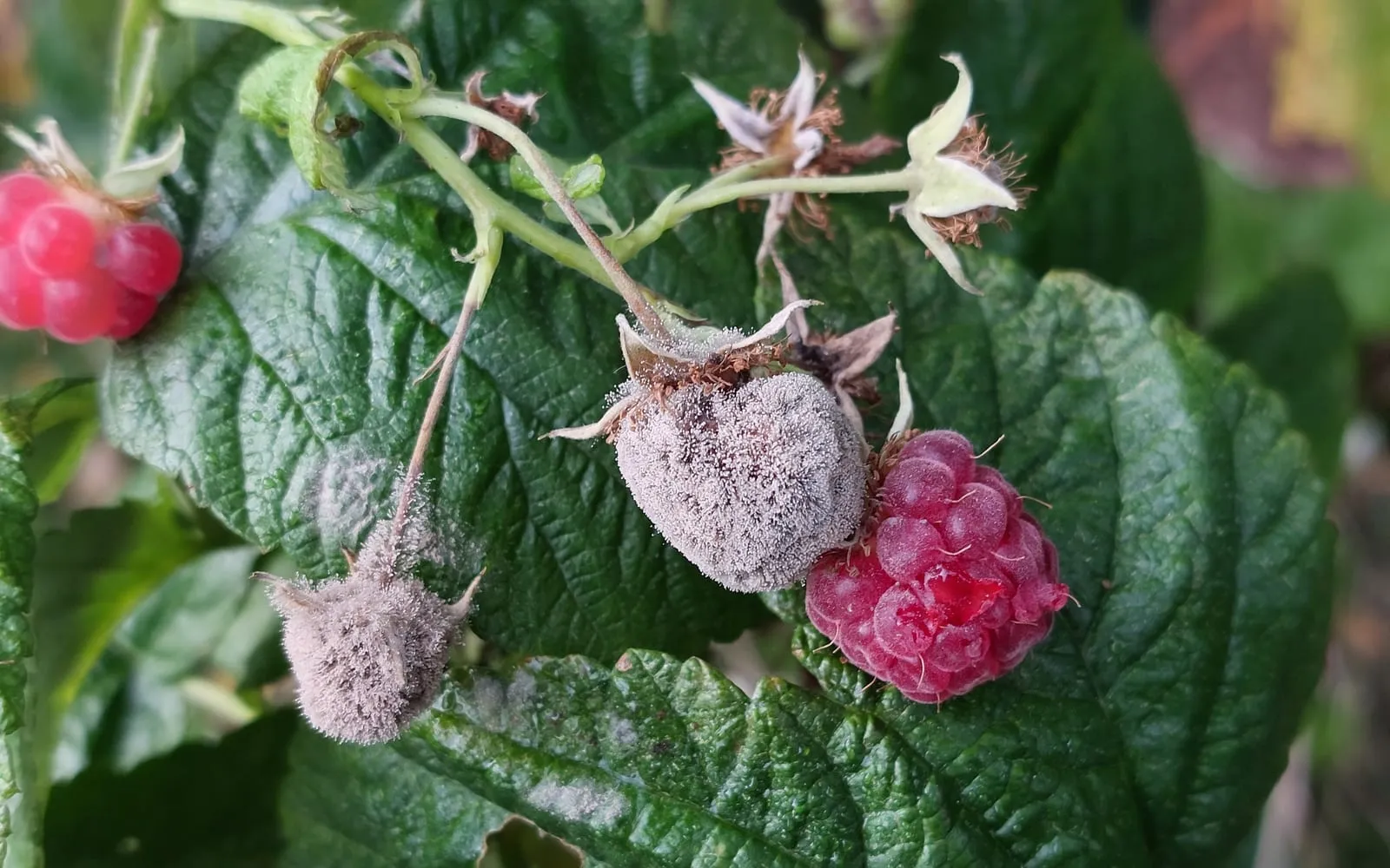 Two raspberries on a cane covered in dense grey-brown furry mould, with a sound red berry beside them